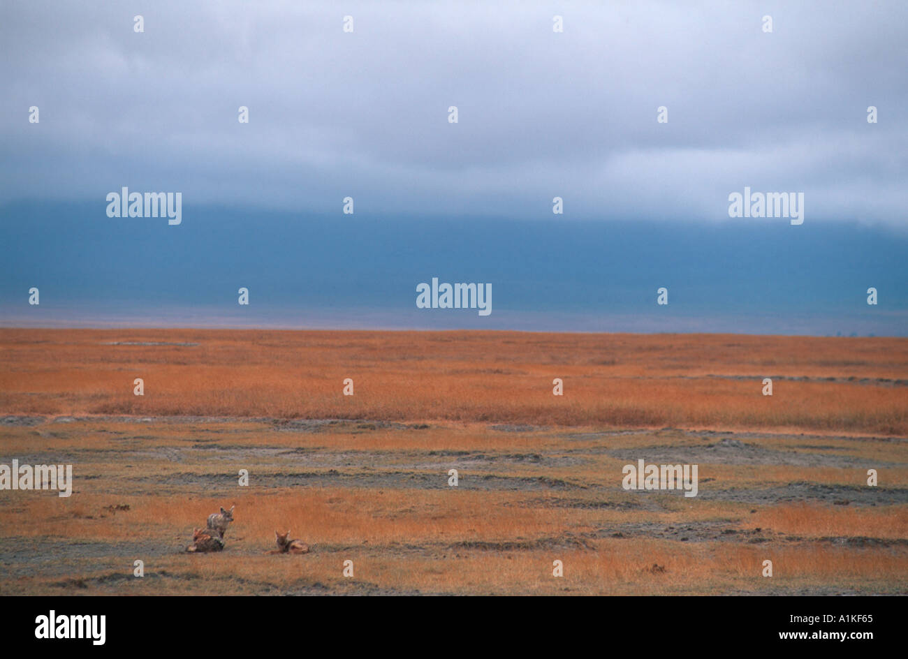 Jackals in wild african landscape Stock Photo