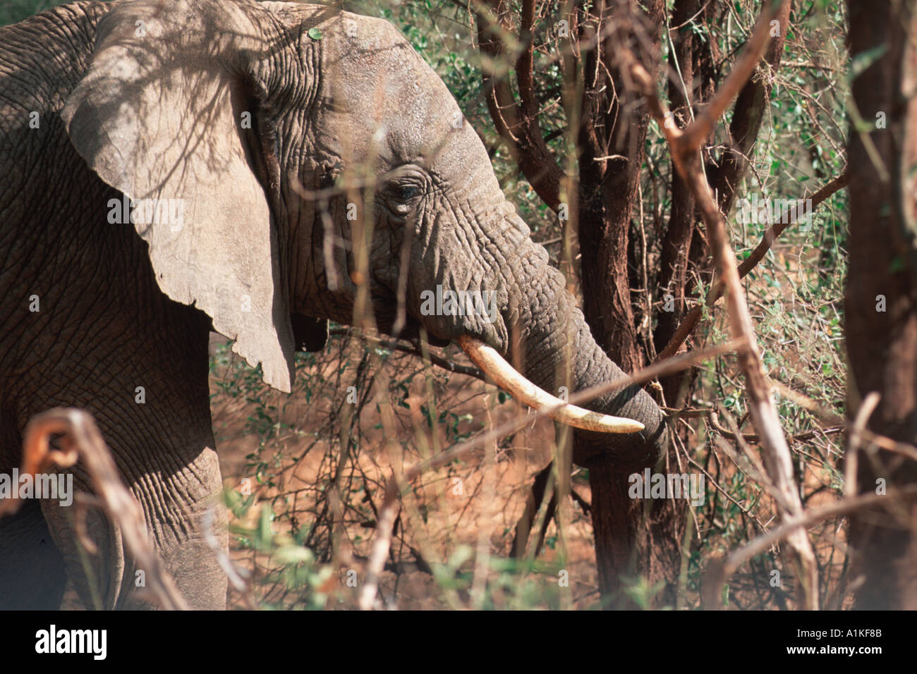 Elephant in Africa Stock Photo
