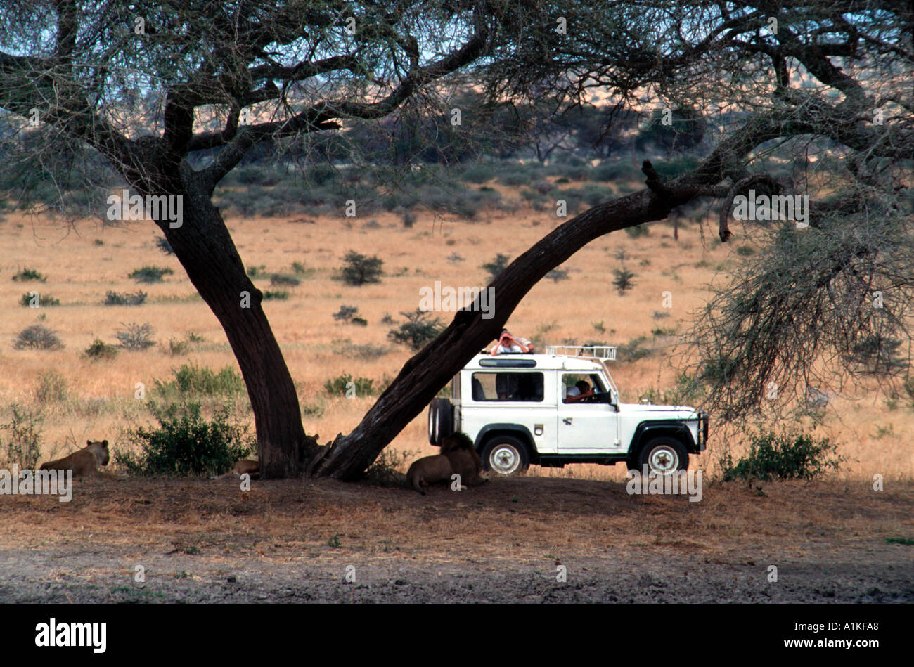 Safari vehicle and lions Stock Photo