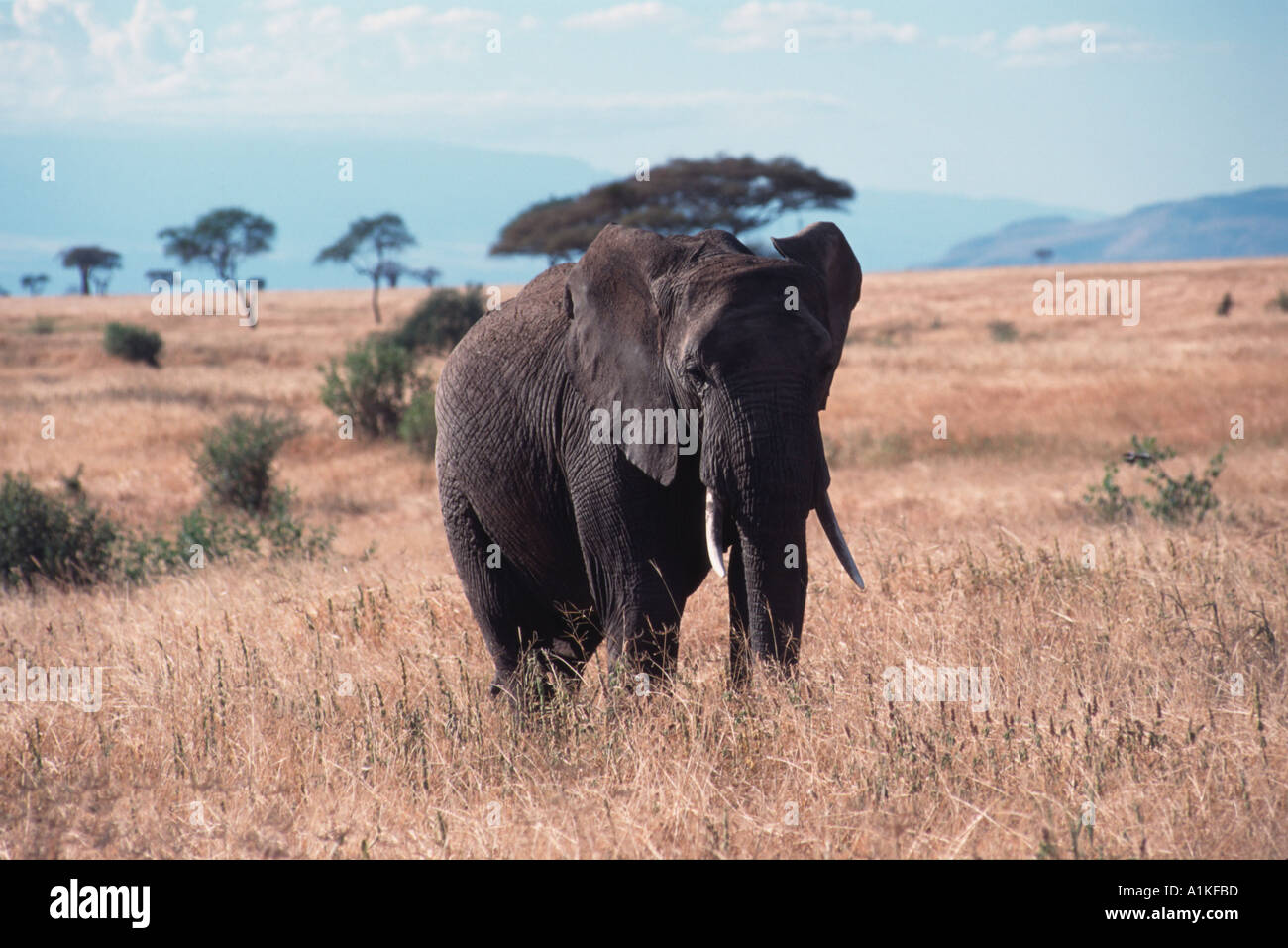Wild african elephant Stock Photo