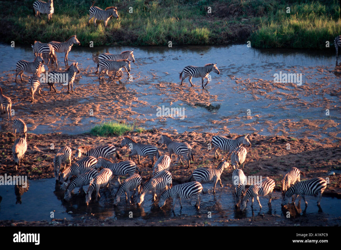 Zebras drinking in river in Africa Stock Photo