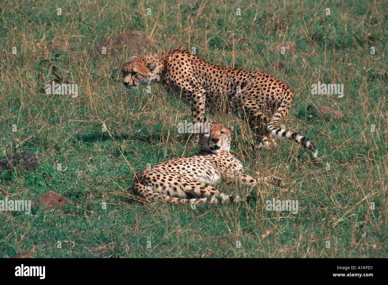 Two wild cheetahs Stock Photo