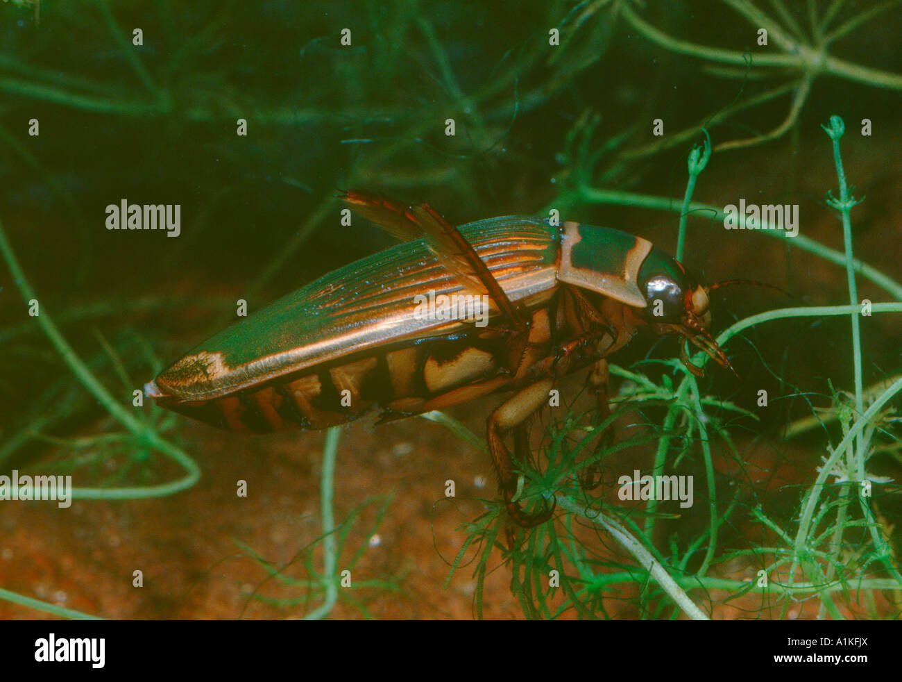 Diving Beetle, Dytiscus marginalis. On pond. Adult underwater. Life cycle series 15 of 17 Stock
