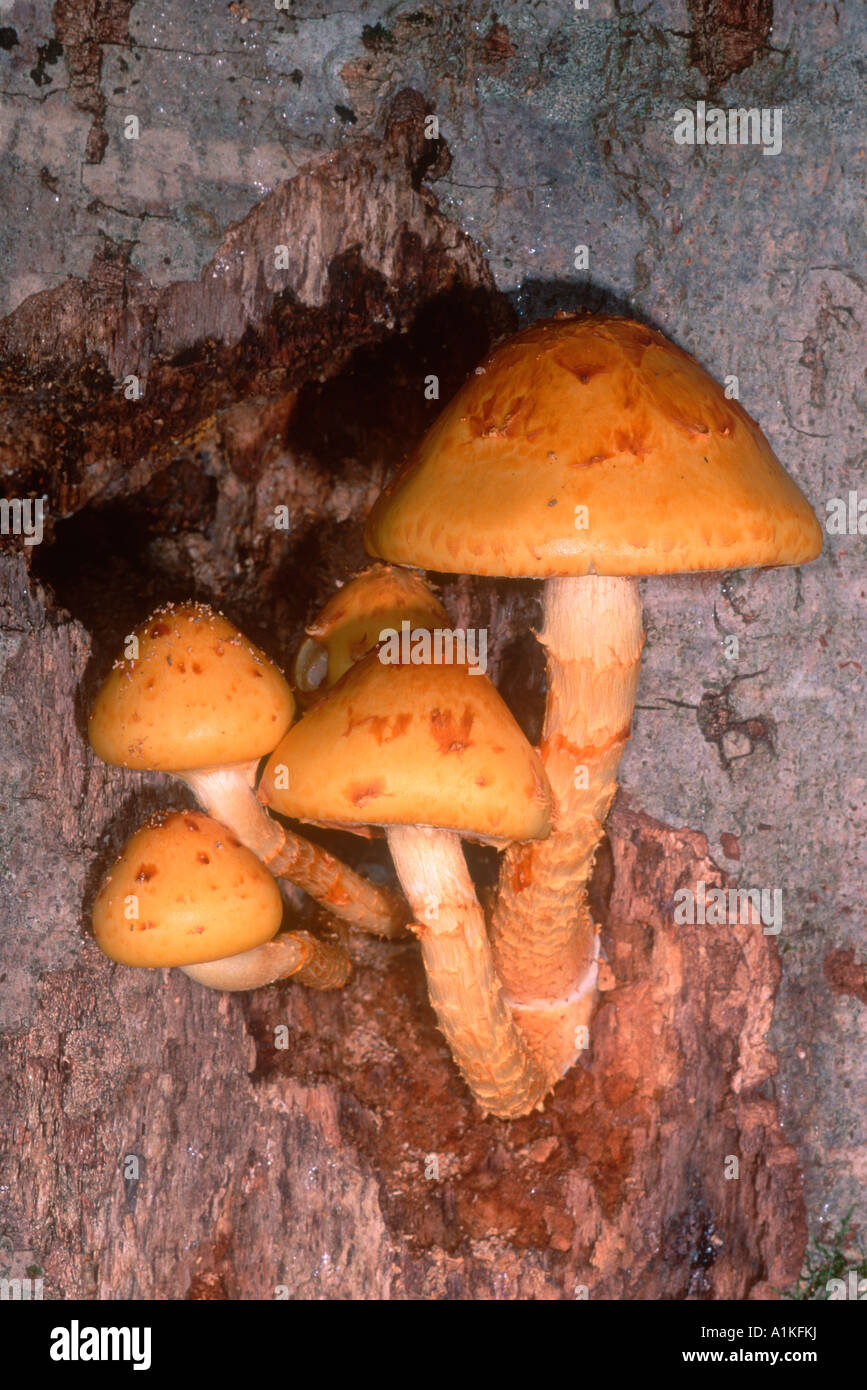 Mushrooms, Pholiota spectabilis. On beech tree trunk. Pyrenees Stock Photo