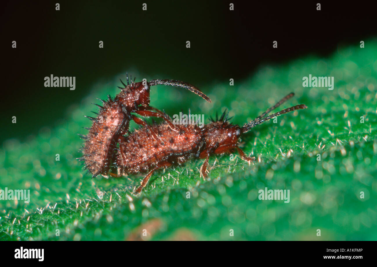 BRockrose Prickly Leaf Beetles, Hispa testacea. Pair mating on a Cistus leaf Stock Photo