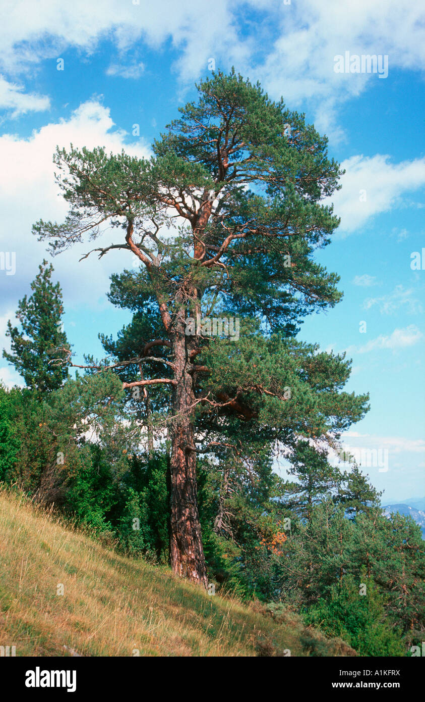 Scots Pine, Pinus sylvestris. Whole tree Stock Photo