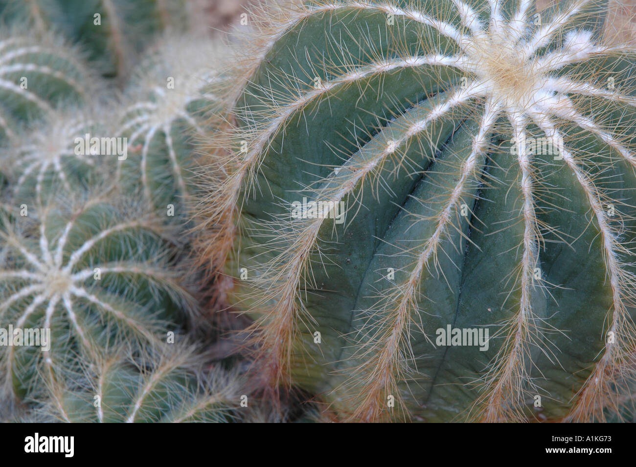 Notocactus magnificus Cactus showing hairy spikes Stock Photo