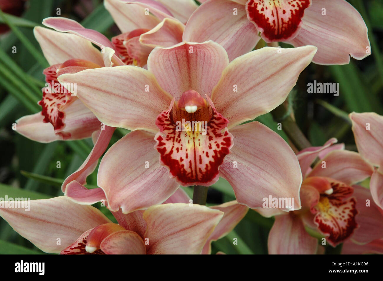 Cymbidium Hybrid Orchid flowers Stock Photo