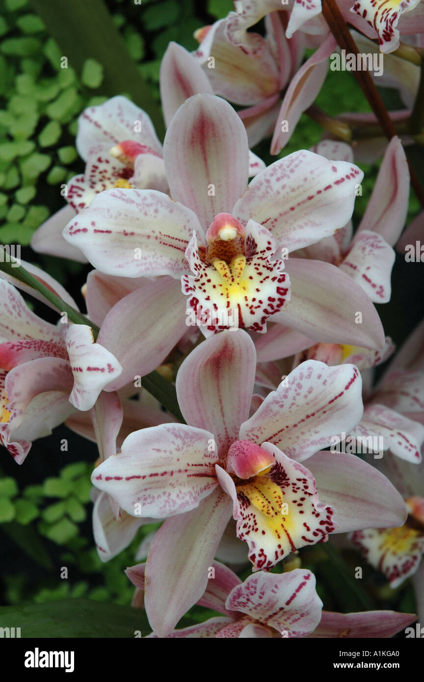 Cymbidium Castle of Mey Cooksbridge Jester Orchid flowers Stock Photo