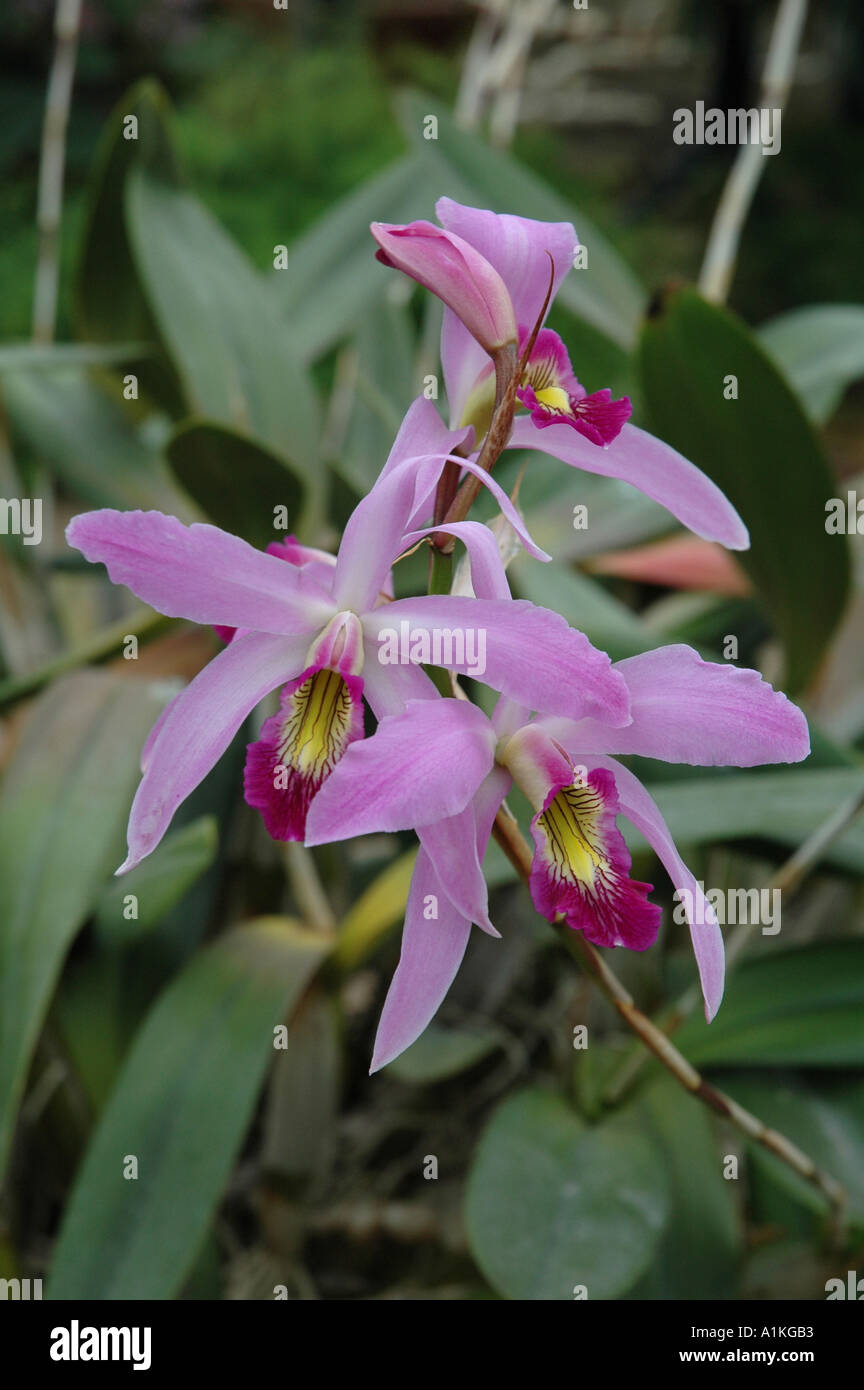 Laelia anceps Orchid flowers Stock Photo