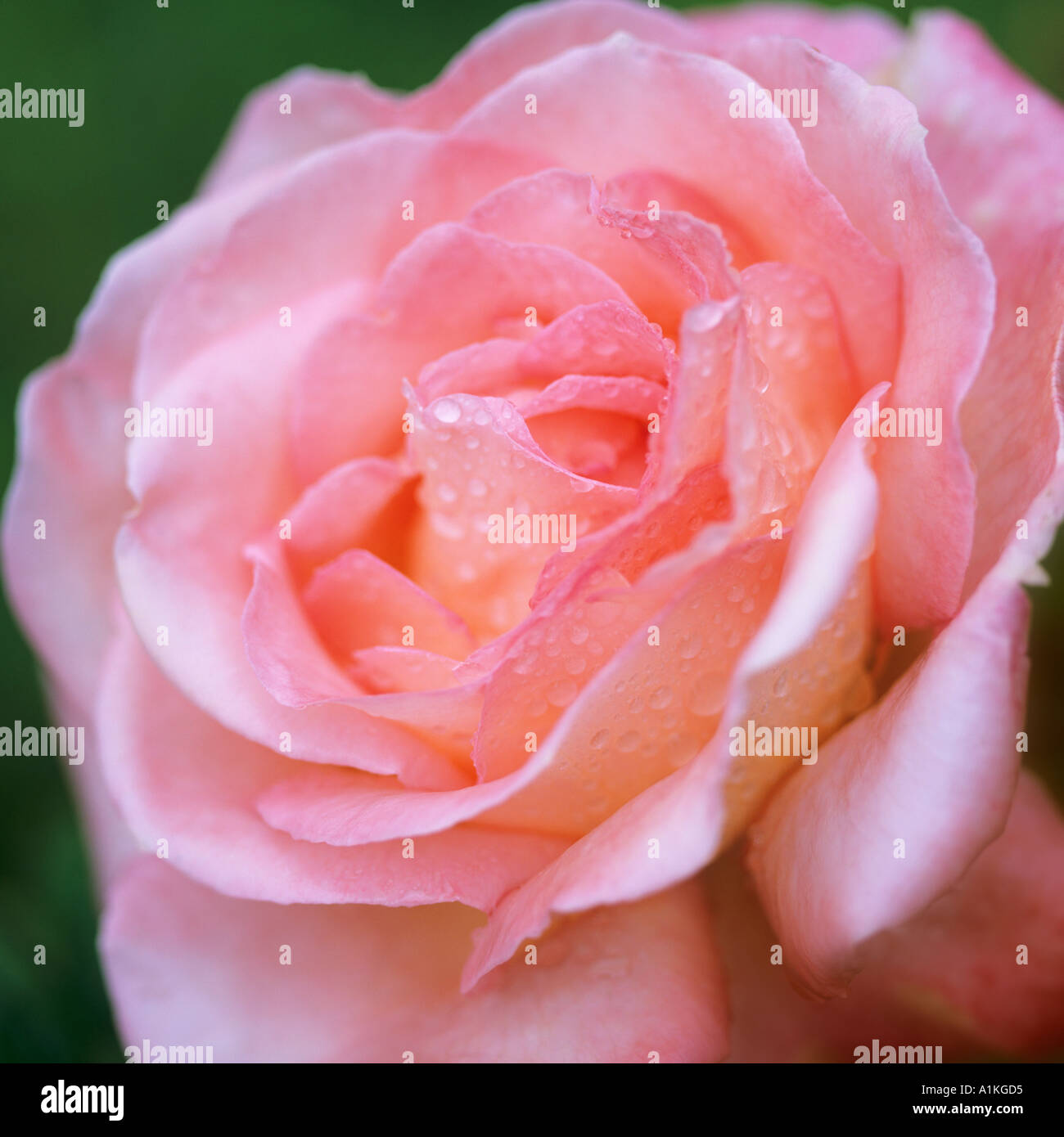 Rosa Alpine Sunset Rose Stock Photo