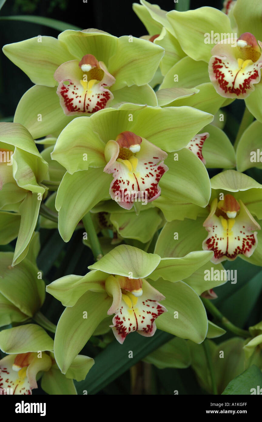 Cymbidium Sutherland Cooksbridge Tropcial orchid flowers Stock Photo