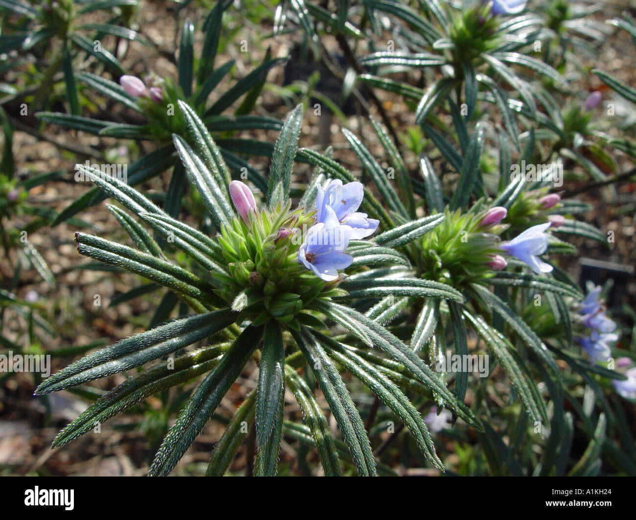 Lithodora zahnii Winter spring flowering evergreen shrub Stock Photo