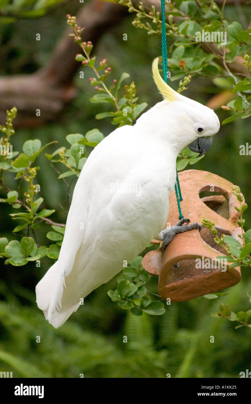 Sulphur Crested Cockatoo At A Bird Feeder In The Blue Mountains Of