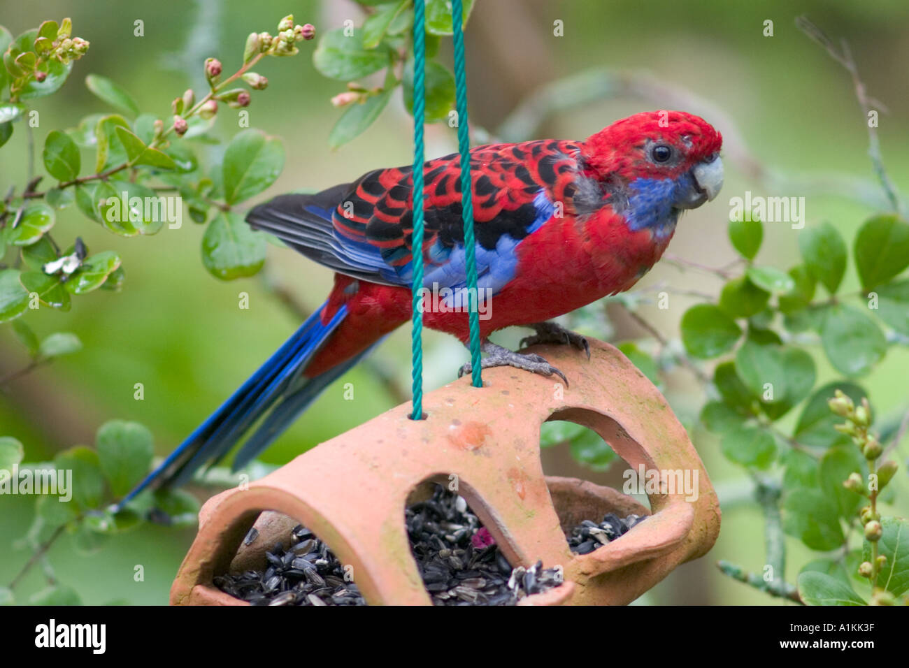 Crimson Rosella At A Bird Feeder In The Blue Mountains Of Nsw