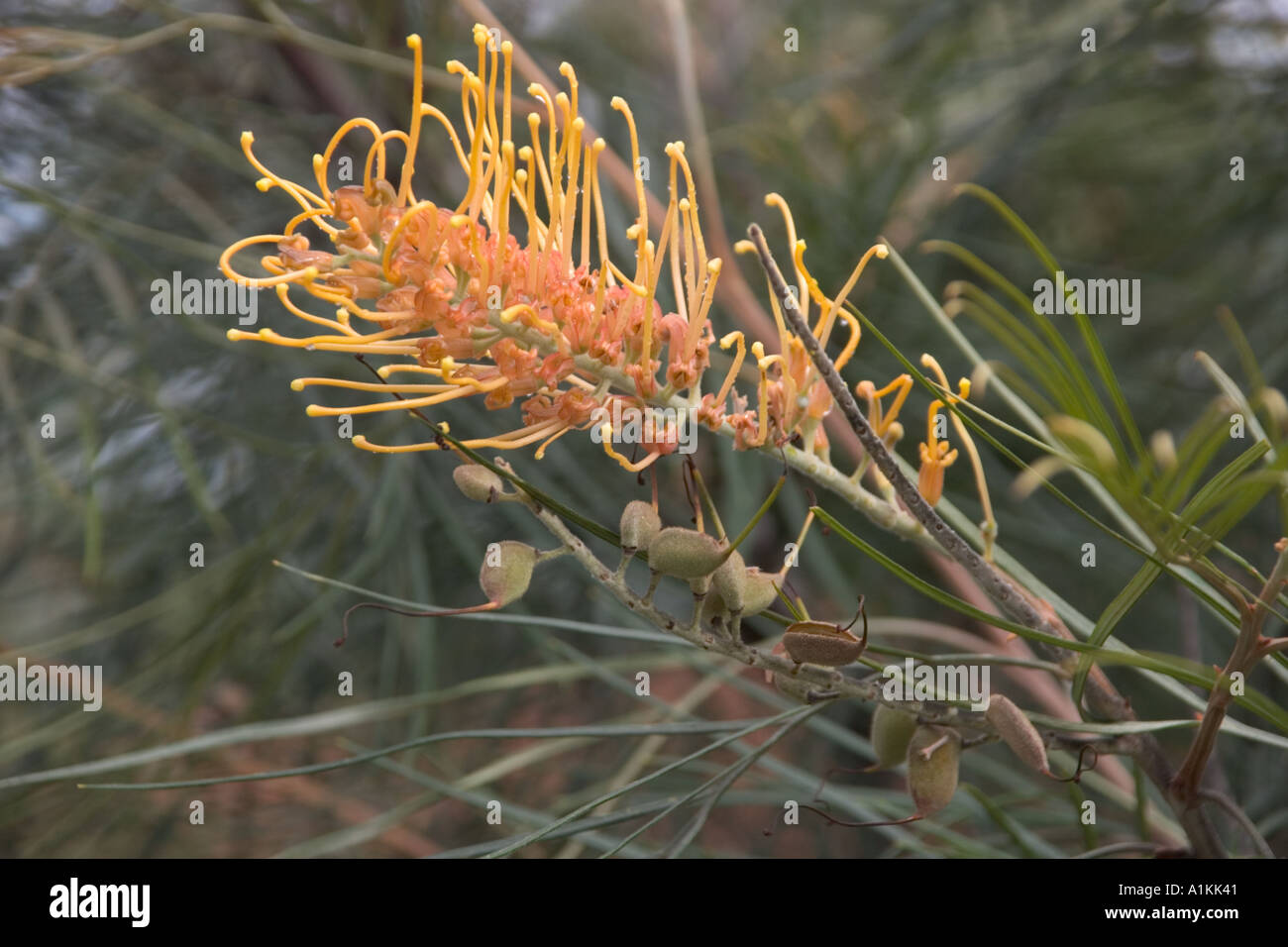 Grevillea Honey Gem High Resolution Stock Photography and Images Alamy — free download