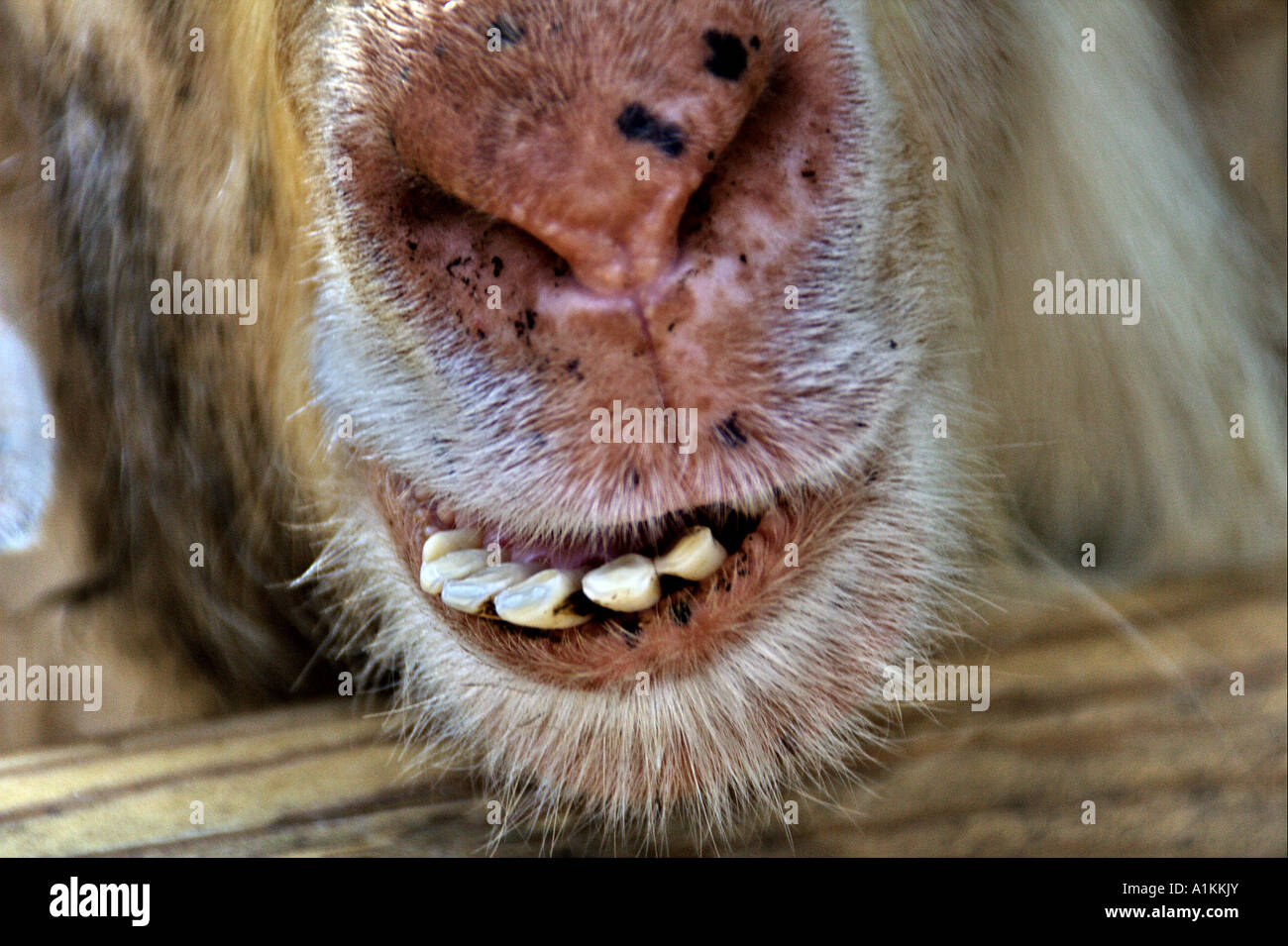 Alpaca Lama pacos close up of the mouth and teeth Stock Photo - Alamy