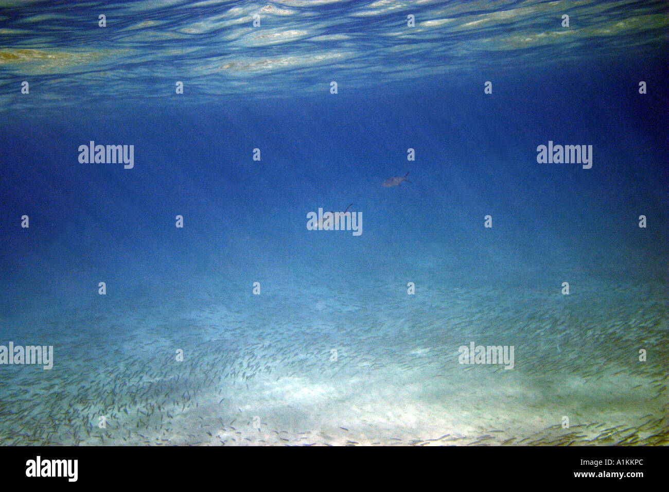 anchovy,engraulis encrasicholus, Halkidiki,Greece,Aegean,Mediterranean Stock Photo