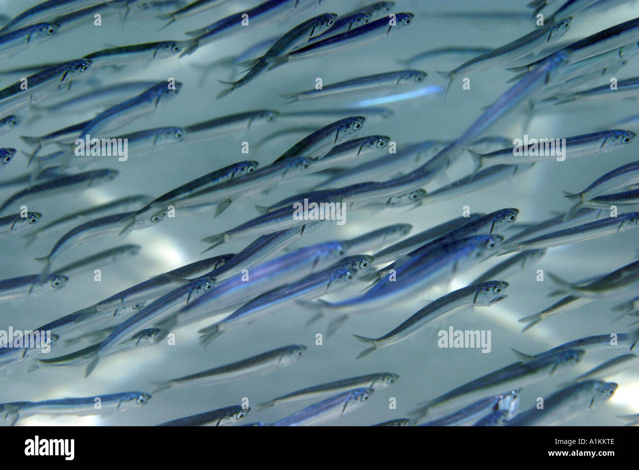 anchovy,engraulis encrasicholus, Halkidiki,Greece,Aegean,Mediterranean Stock Photo