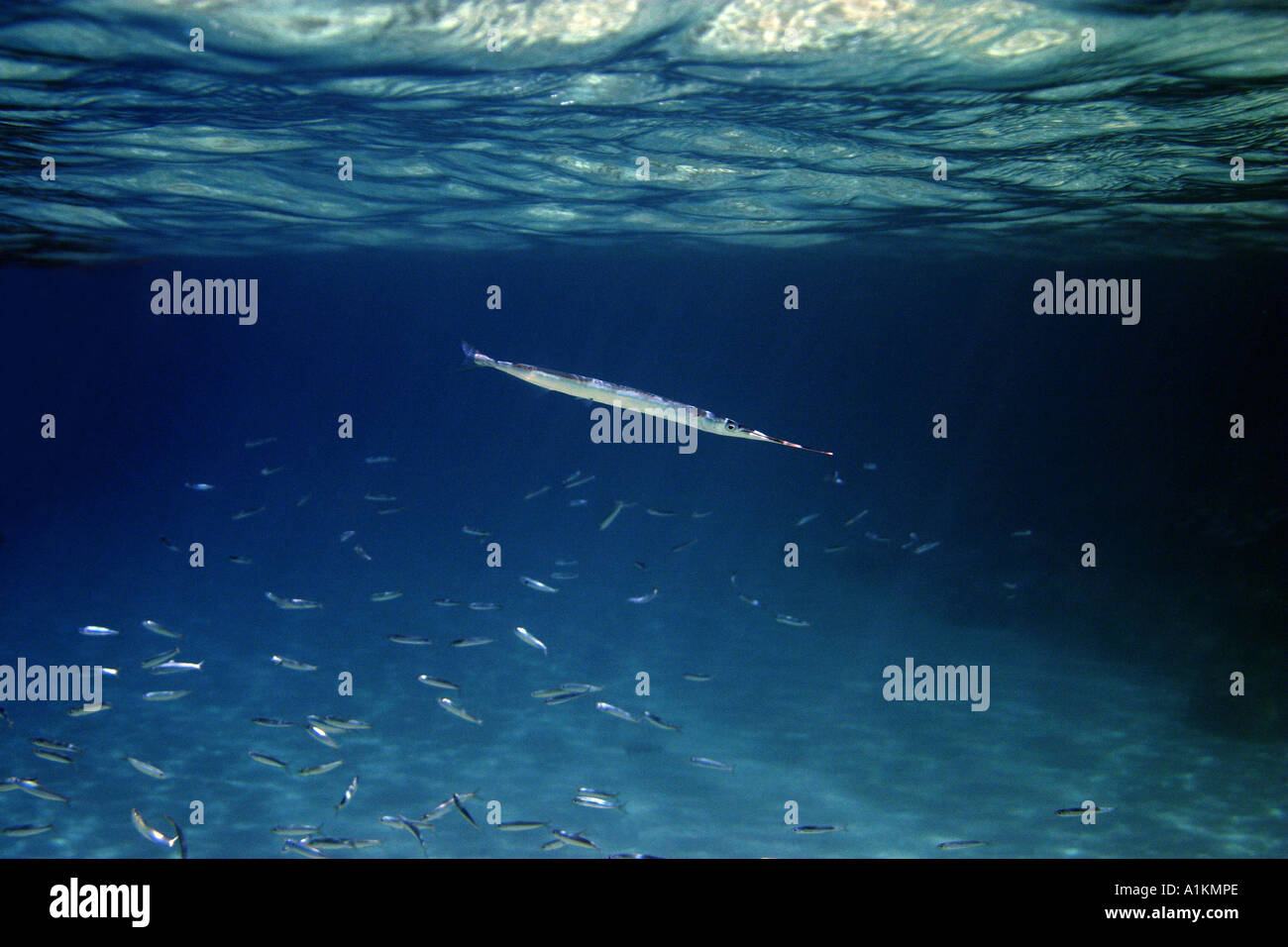 needlefish, belone belone, anchovy,engraulis encrasicholus, Halkidiki,Greece,Aegean,Mediterranean Stock Photo