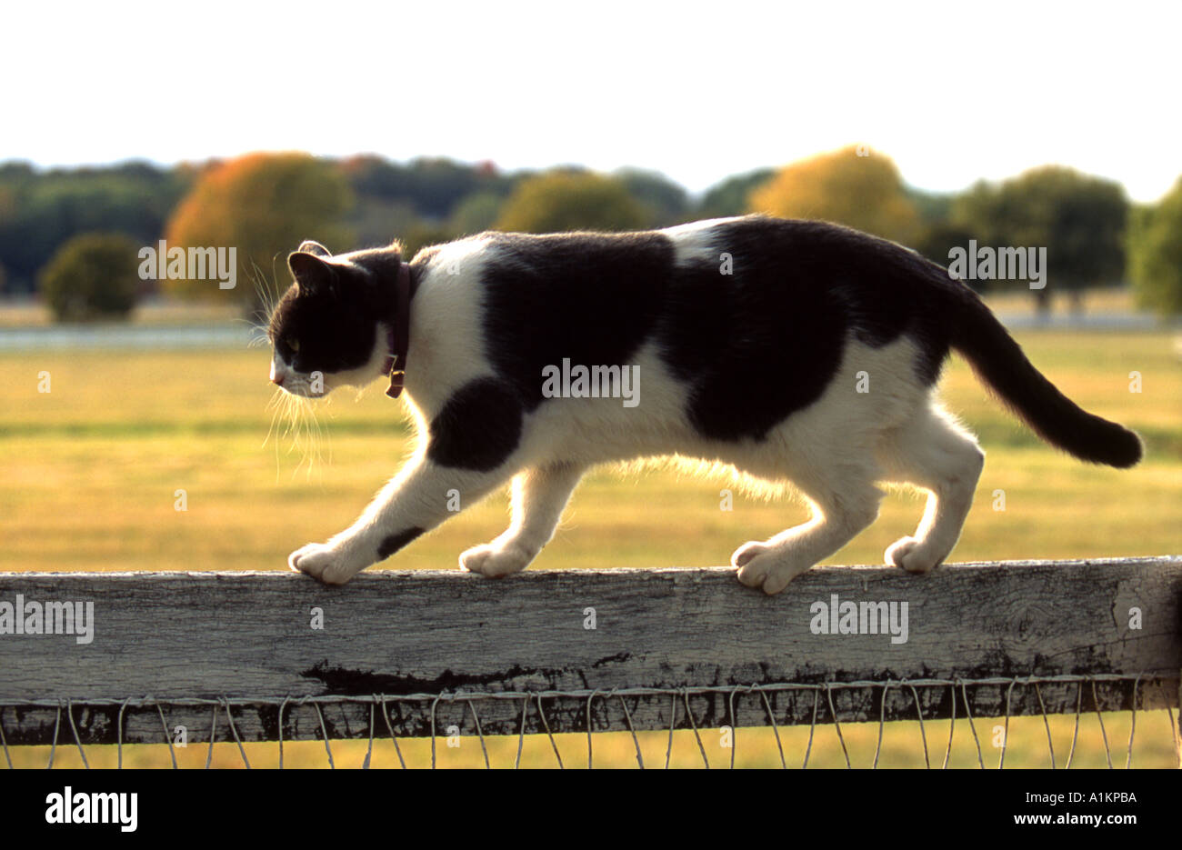 Cat walking on fence Stock Photo Alamy