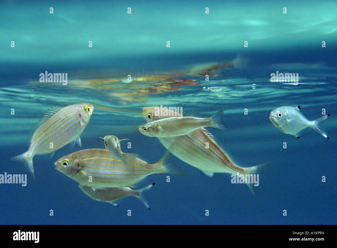 salema sarpa salpa leerfish  lichia amia,Halkidiki,Greece,Aegean,Mediterranean Stock Photo