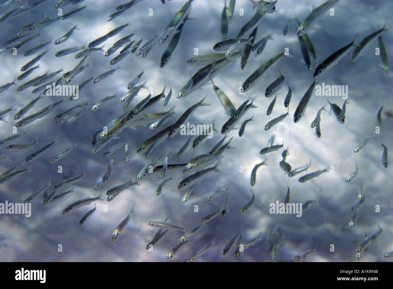 anchovy,engraulis encrasicholus, summer 2005 Halkidiki,Greece,Aegean,Mediterranean Stock Photo