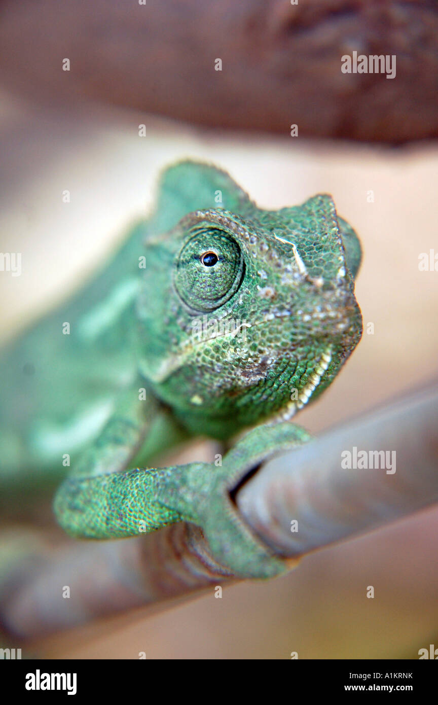 close up of a chameleon front view Stock Photo
