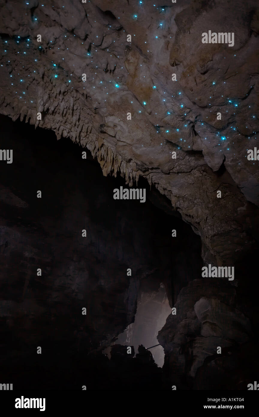 Glow worms in Waitomo Caves New Zealand 100 metre abseil rappel into
