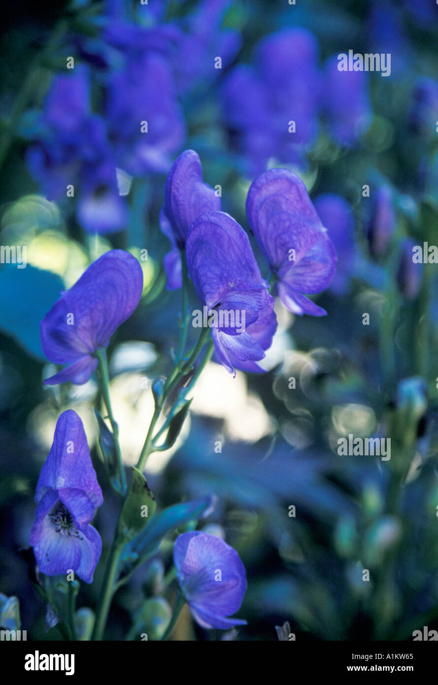 Monkshood Aconitum Napellus Wolfsbane England Uk Europe Stock Photo Alamy