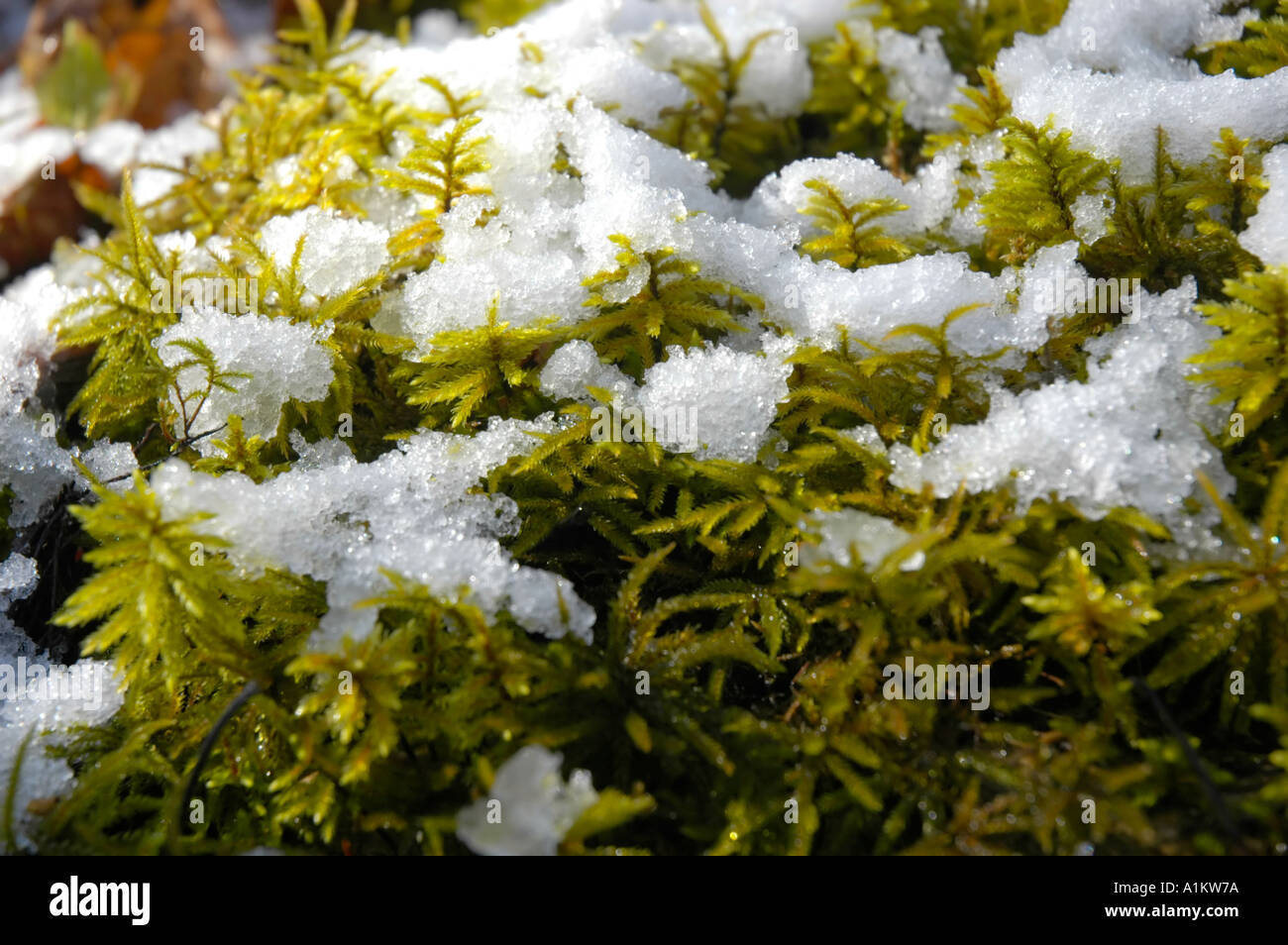 Moss partially covered in snow Stock Photo - Alamy