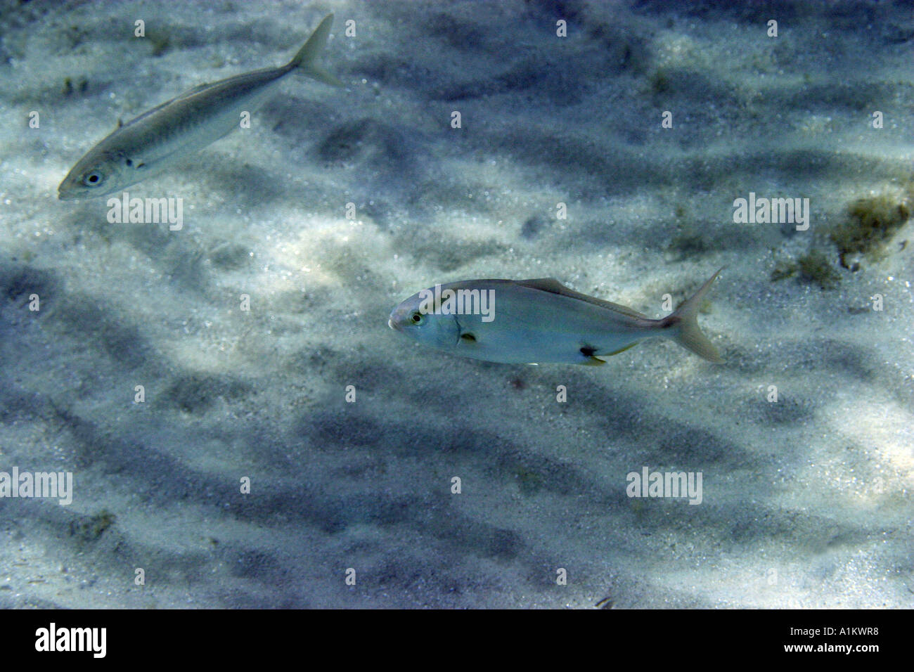greater amberjack,seriola dumerili, mackerel ,scomber scombrus,near the coast, Aegean,Mediterranean Stock Photo