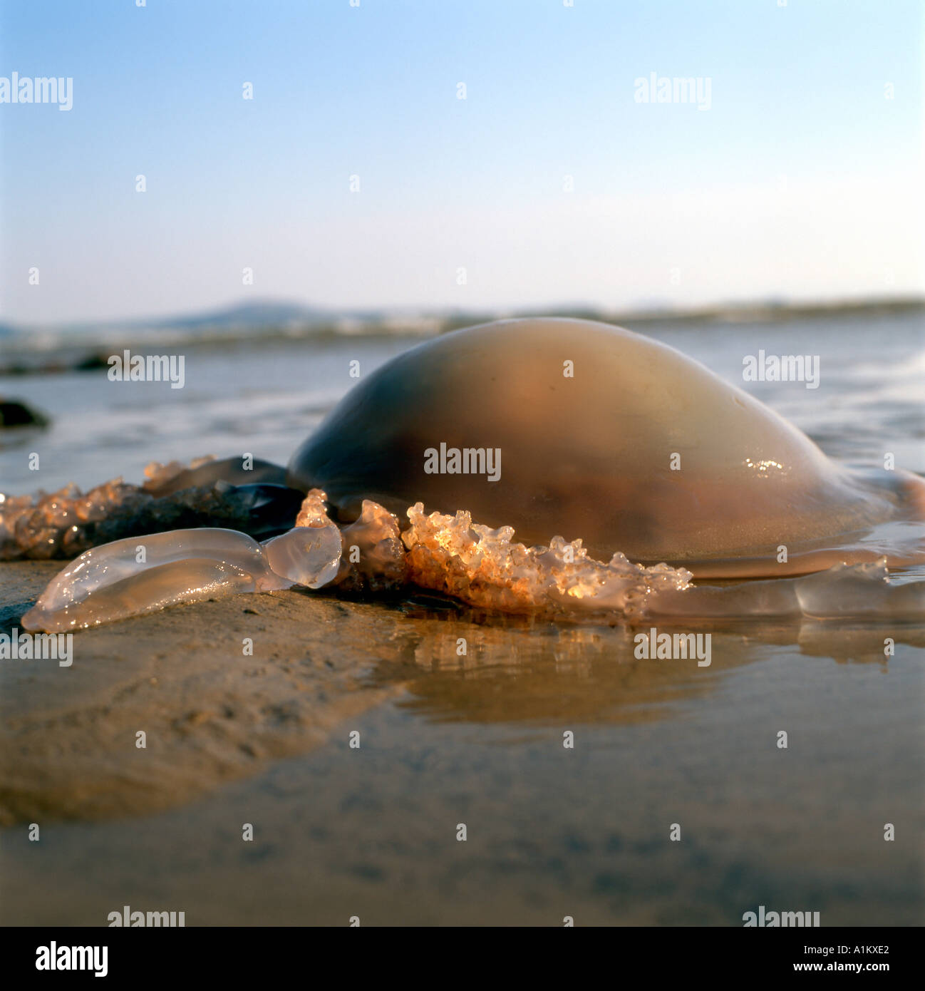 Jellyfish on the beach at Pembrey Country Park South Wales UK Stock Photo