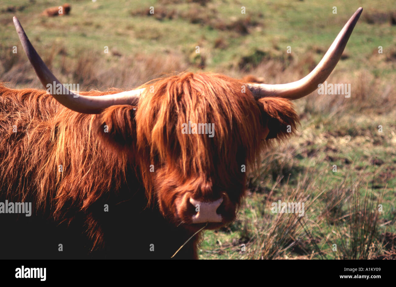 Ginger highland cow looking forward at camera Stock Photo Alamy