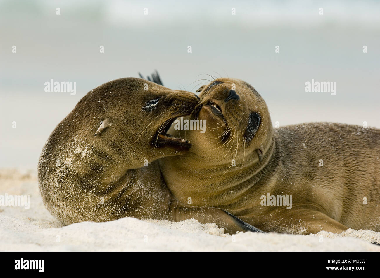 Galapagos Sea Lion pups playing (Zalophus wollebaeki) Hood  (Espanola) Island GALAPAGOS, Ecuador Stock Photo