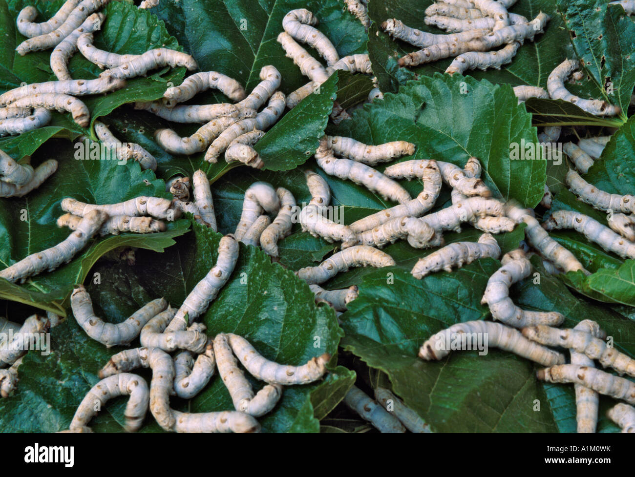 Mulberry Trees Silk Worms