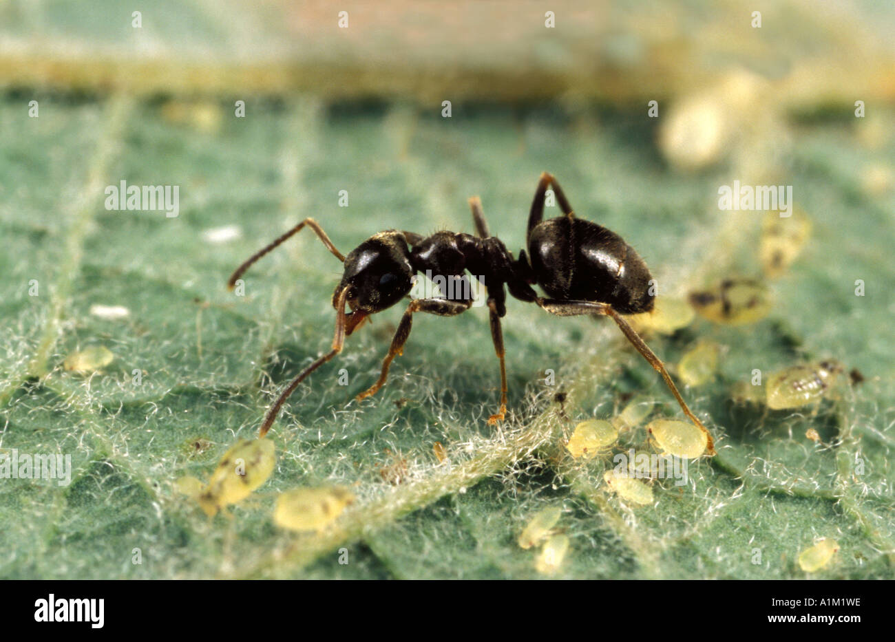 Black Garden Ants Lasius niger tending aphids for honeydew United