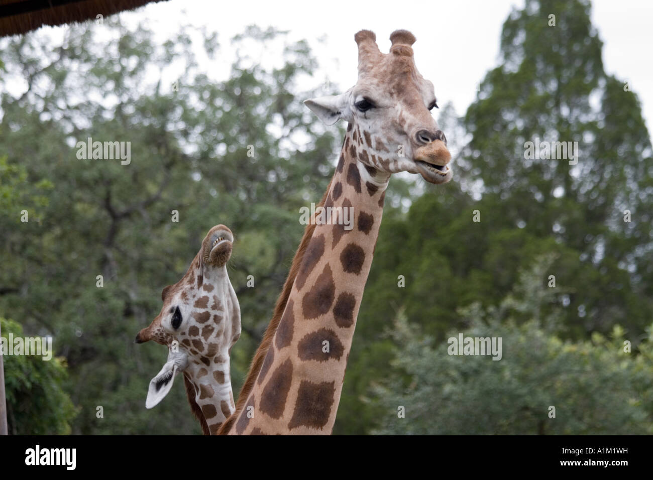 Adult and Juvenile Young Giraffe Close-up Head Shots in Wooded Background at Busch Gardens Theme Park Stock Photo