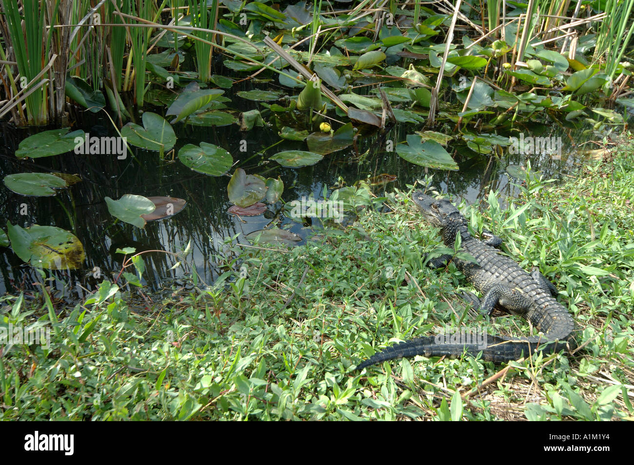 American Alligator Alligator mississippiensis Everglades National Park USA Stock Photo