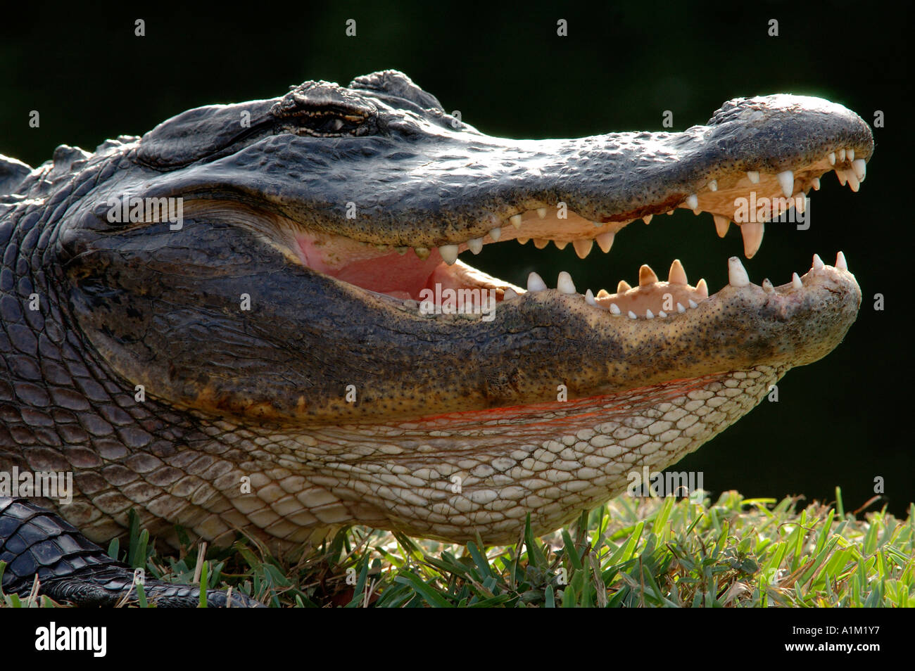 American Alligator Alligator mississippiensis Everglades National Park USA Stock Photo