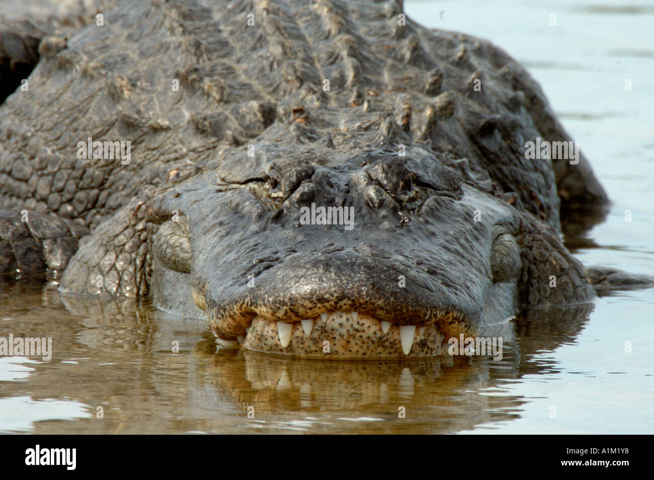 American Alligator Alligator mississippiensis Everglades National Park USA Stock Photo