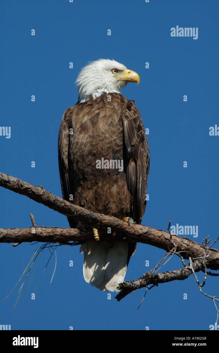 Bald Eagle Haliaeetus leucocephalus Florida USA Stock Photo
