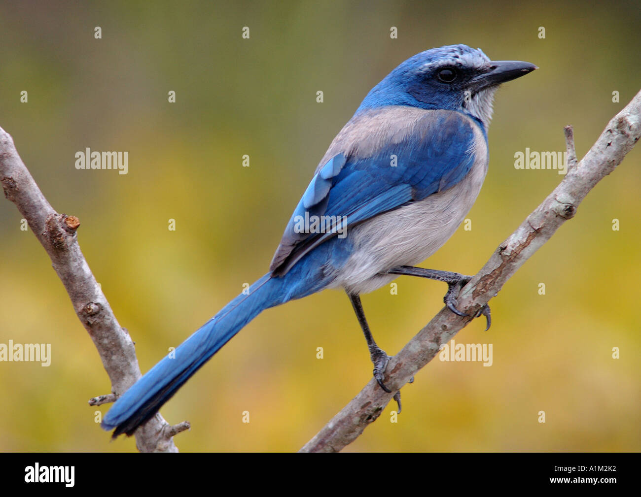 Florida Scrub Jay coerulescens USA Stock Photo Alamy