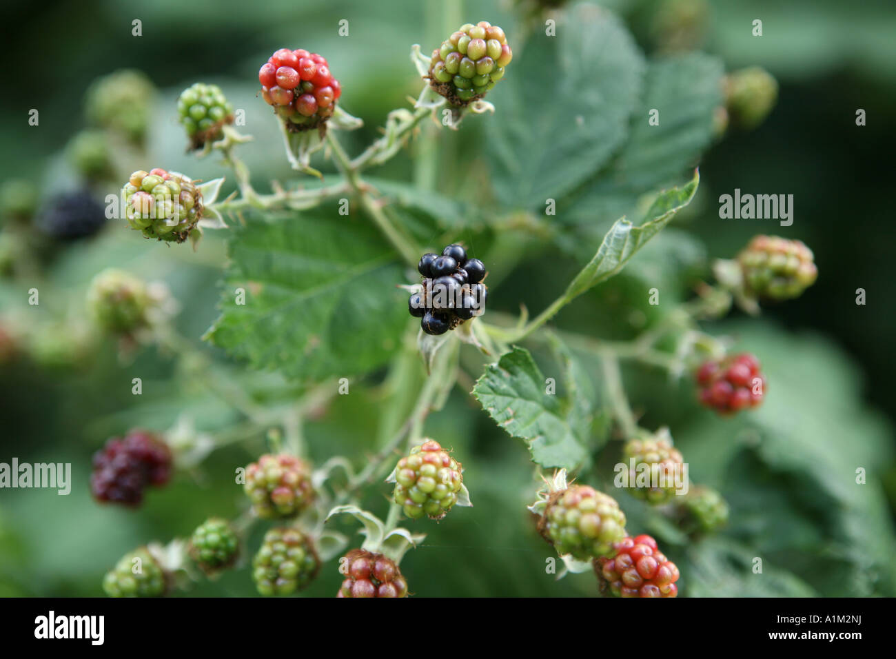 Mixture of ripe and unripe blackberries on brambles Stock Photo