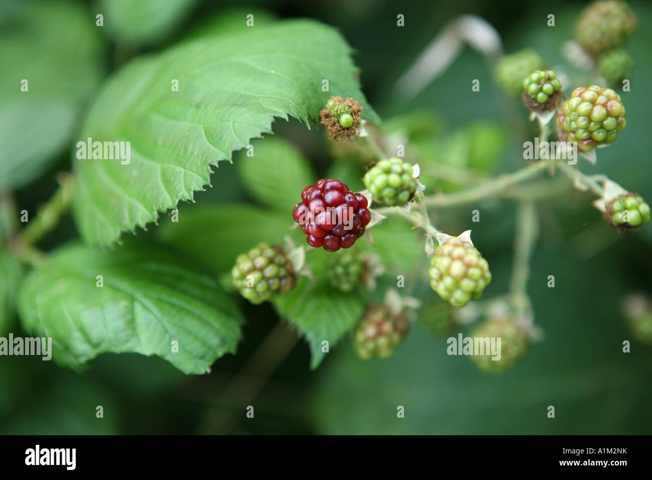 Unripe Blackberries on bramble in garden Stock Photo
