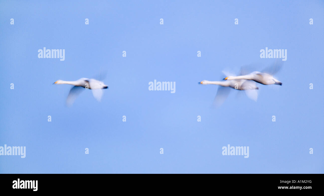 Whooper swans Cygnus cygnus in flight early morning light welney Stock Photo