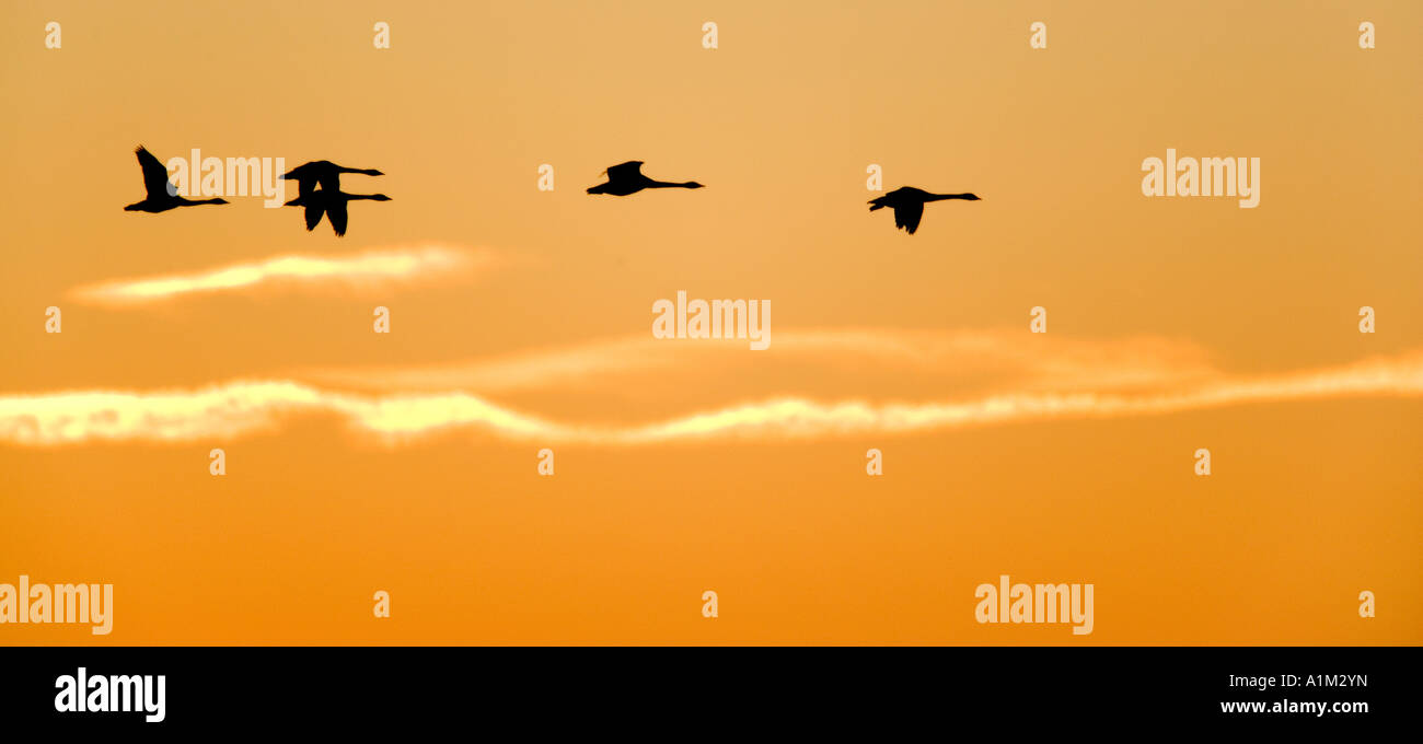 Bewick's swans Cygnus columbianus in flight with nice orange early morning sky welney Stock Photo