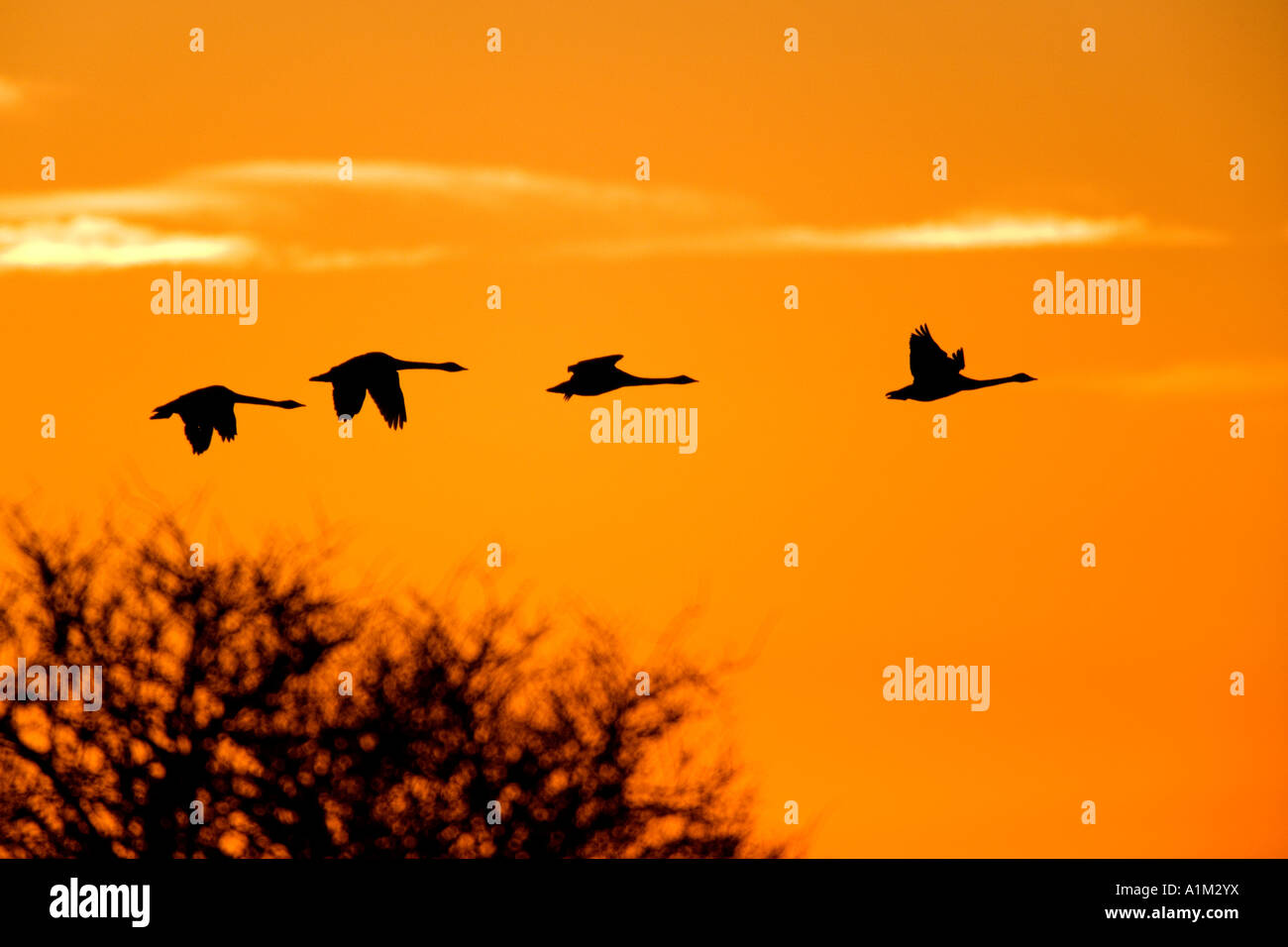 Bewick's swans Cygnus columbianus in flight with nice orange early morning sky welney Stock Photo