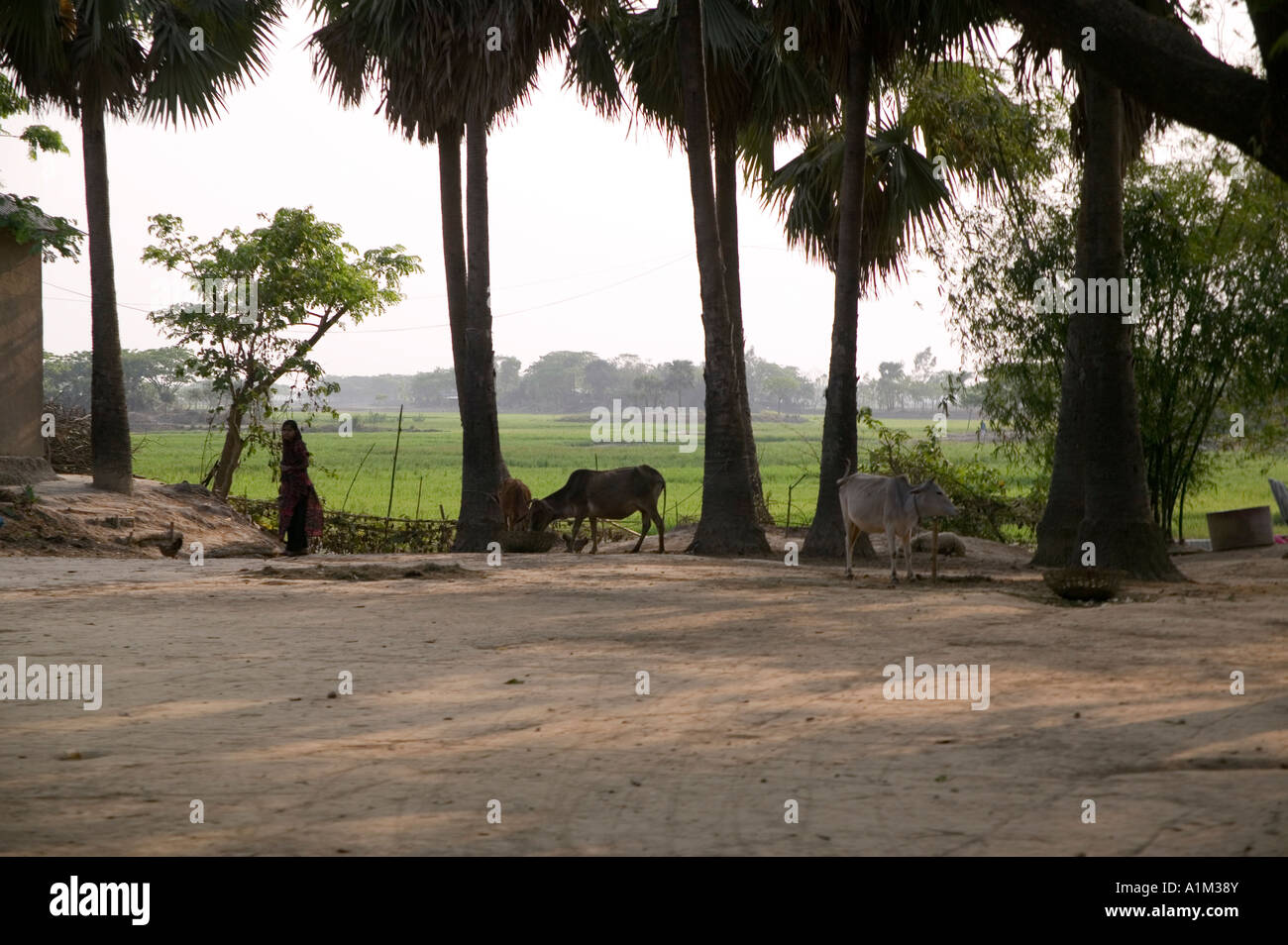 A landscape scene in rural Bangladesh Stock Photo
