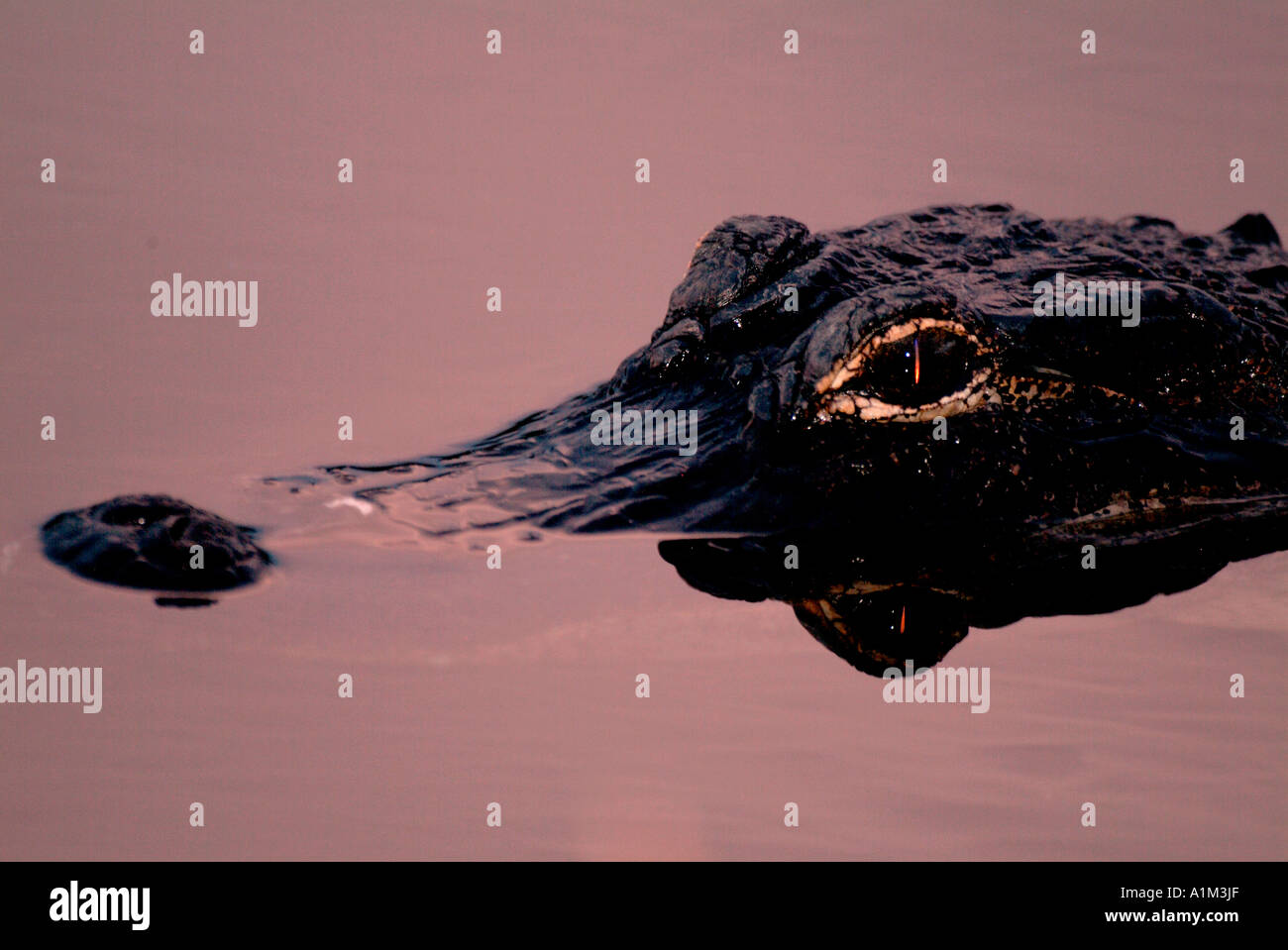 American Alligator Alligator mississippiensis Everglades National Park USA Stock Photo